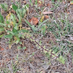 Acaena (genus) at Watson, ACT - 4 Nov 2023