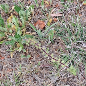 Acaena (genus) at Watson, ACT - 4 Nov 2023 05:45 PM