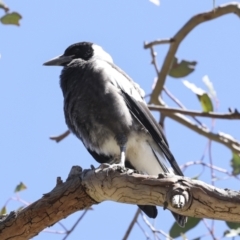 Gymnorhina tibicen (Australian Magpie) at Higgins, ACT - 25 Oct 2023 by AlisonMilton