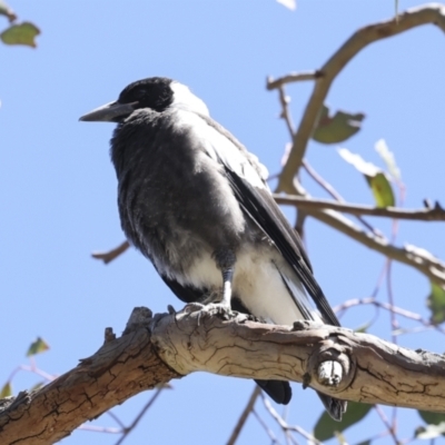 Gymnorhina tibicen (Australian Magpie) at Higgins, ACT - 26 Oct 2023 by AlisonMilton