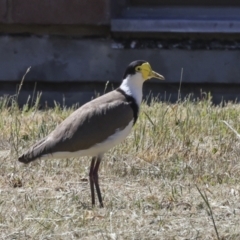 Vanellus miles (Masked Lapwing) at Scullin, ACT - 26 Oct 2023 by AlisonMilton