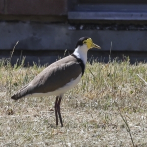 Vanellus miles at Scullin, ACT - 26 Oct 2023 09:56 AM