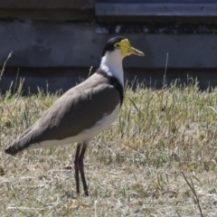 Vanellus miles at Scullin, ACT - 26 Oct 2023 09:56 AM