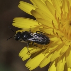 Lasioglossum (Chilalictus) lanarium (Halictid bee) at Higgins, ACT - 26 Oct 2023 by AlisonMilton