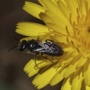 Lasioglossum (Chilalictus) lanarium at Higgins, ACT - 26 Oct 2023