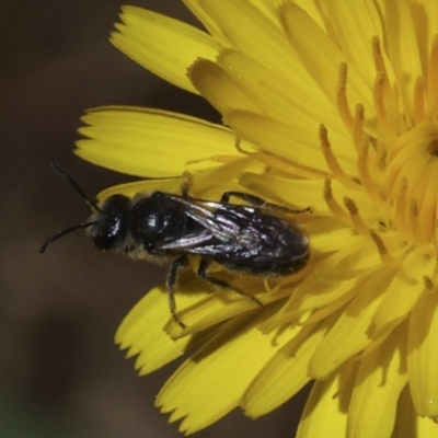 Lasioglossum (Chilalictus) lanarium (Halictid bee) at Higgins, ACT - 25 Oct 2023 by AlisonMilton