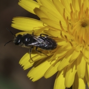 Lasioglossum (Chilalictus) lanarium at Higgins, ACT - 26 Oct 2023