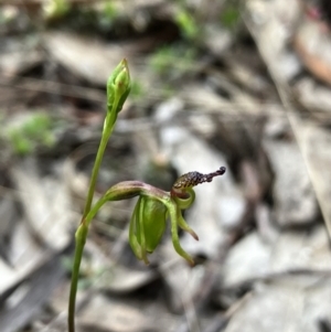 Caleana minor at Yass River, NSW - 4 Nov 2023