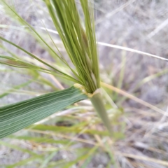 Nassella neesiana at Watson, ACT - 4 Nov 2023