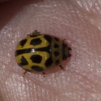 Peltoschema oceanica (Oceanica leaf beetle) at Scullin, ACT - 26 Oct 2023 by AlisonMilton