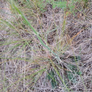 Chondrilla juncea at Watson, ACT - 4 Nov 2023