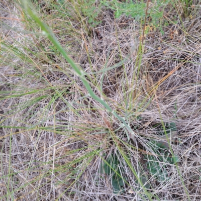 Chondrilla juncea (Skeleton Weed) at Mount Majura - 4 Nov 2023 by abread111