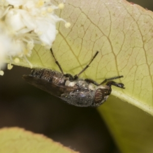 Stomorhina subapicalis at Scullin, ACT - 26 Oct 2023