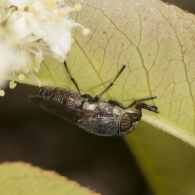 Stomorhina subapicalis (A snout fly) at Scullin, ACT - 26 Oct 2023 by AlisonMilton