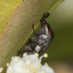 Stomorhina subapicalis at Scullin, ACT - 26 Oct 2023