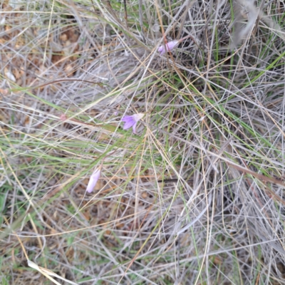 Wahlenbergia sp. (Bluebell) at Mount Majura - 4 Nov 2023 by abread111