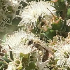 Lasioglossum (Parasphecodes) bryotrichum at Mount Annan, NSW - 20 Oct 2023 by JudeWright