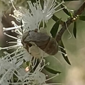 Lasioglossum (Parasphecodes) bryotrichum at Mount Annan, NSW - 20 Oct 2023