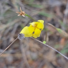 Goodenia pinnatifida (Scrambled Eggs) at Watson, ACT - 4 Nov 2023 by abread111