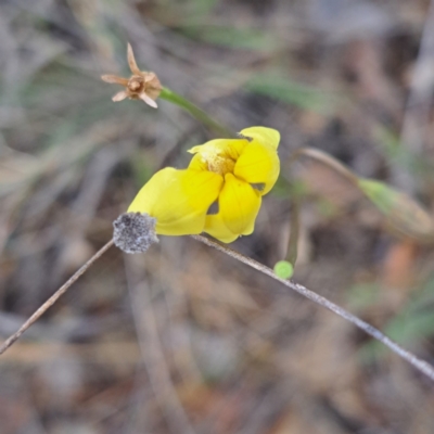 Goodenia pinnatifida (Scrambled Eggs) at Mount Majura - 4 Nov 2023 by abread111