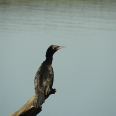 Phalacrocorax sulcirostris (Little Black Cormorant) at Mannus State Forest - 1 Nov 2023 by SimoneC