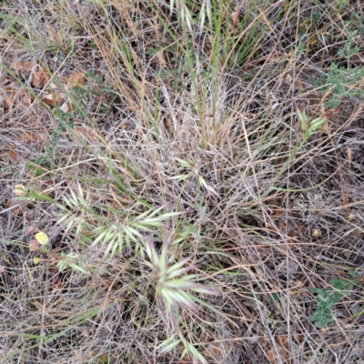 Rytidosperma sp. (Wallaby Grass) at Watson, ACT - 4 Nov 2023 by abread111