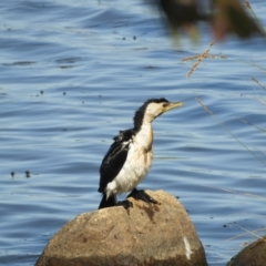 Microcarbo melanoleucos (Little Pied Cormorant) at Mannus State Forest - 31 Oct 2023 by SimoneC