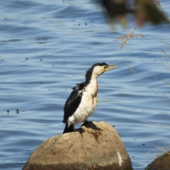 Microcarbo melanoleucos (Little Pied Cormorant) at Tumbarumba, NSW - 31 Oct 2023 by SimoneC