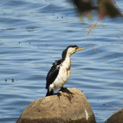 Microcarbo melanoleucos (Little Pied Cormorant) at Tumbarumba, NSW - 31 Oct 2023 by SimoneC