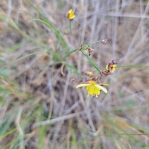 Tricoryne elatior at Watson, ACT - 4 Nov 2023