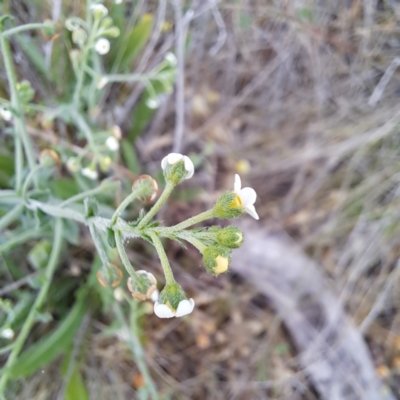 Hackelia suaveolens (Sweet Hounds Tongue) at Mount Majura - 4 Nov 2023 by abread111