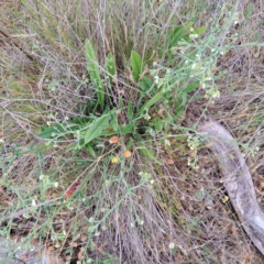 Hackelia suaveolens at Watson, ACT - 4 Nov 2023