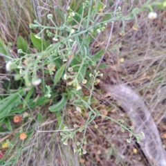 Hackelia suaveolens at Watson, ACT - 4 Nov 2023 05:07 PM