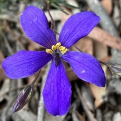 Cheiranthera linearis (Finger Flower) at Yass River, NSW - 4 Nov 2023 by strigo