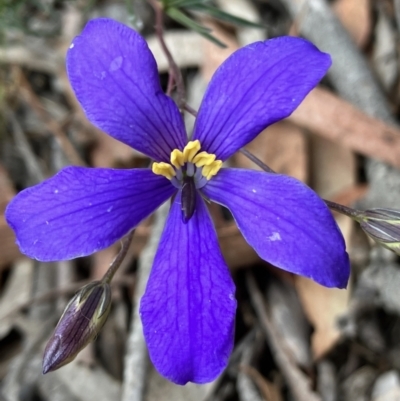 Cheiranthera linearis (Finger Flower) at Yass River, NSW - 4 Nov 2023 by strigo