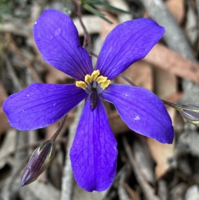 Cheiranthera linearis (Finger Flower) at Yass River, NSW - 3 Nov 2023 by strigo