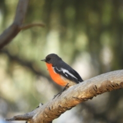 Petroica phoenicea (Flame Robin) at Batlow, NSW - 31 Oct 2023 by SimoneC