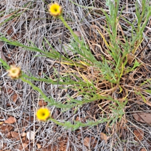 Rutidosis leptorhynchoides at Watson, ACT - 4 Nov 2023