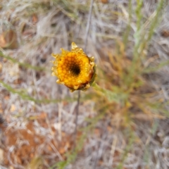 Rutidosis leptorhynchoides at Watson, ACT - 4 Nov 2023