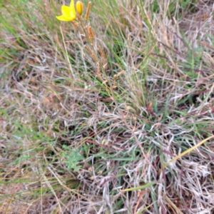 Bulbine bulbosa at Watson, ACT - 4 Nov 2023 04:59 PM