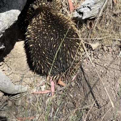 Tachyglossus aculeatus (Short-beaked Echidna) at Hall, ACT - 1 Nov 2023 by strigo