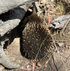 Tachyglossus aculeatus at Hall, ACT - 2 Nov 2023 10:55 AM