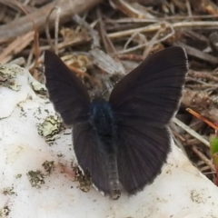 Erina acasta (Blotched Dusky-blue) at Yass River, NSW - 4 Nov 2023 by HelenCross