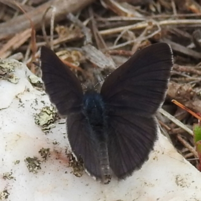 Erina acasta (Blotched Dusky-blue) at Rugosa - 3 Nov 2023 by HelenCross