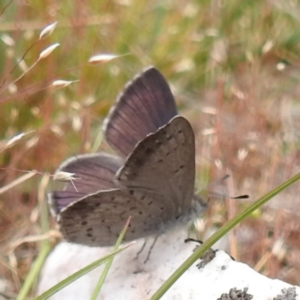 Erina acasta at Yass River, NSW - 4 Nov 2023