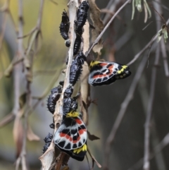 Delias harpalyce (Imperial Jezebel) at Acton, ACT - 23 Oct 2023 by AlisonMilton