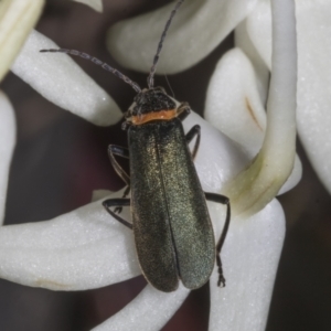 Chauliognathus lugubris at Canberra Central, ACT - 23 Oct 2023 08:17 AM