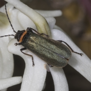 Chauliognathus lugubris at Canberra Central, ACT - 23 Oct 2023