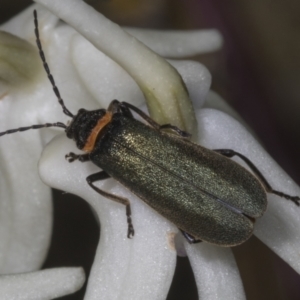 Chauliognathus lugubris at Canberra Central, ACT - 23 Oct 2023