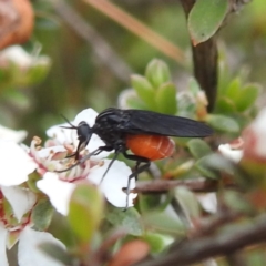 Empididae (family) (Dance fly) at Yass River, NSW - 4 Nov 2023 by HelenCross